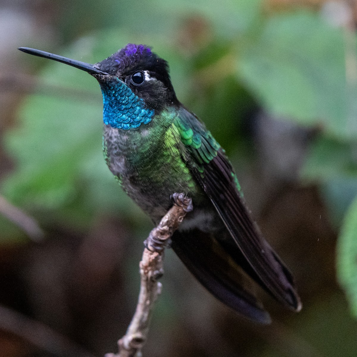 Talamanca Hummingbird - Anthony Batista