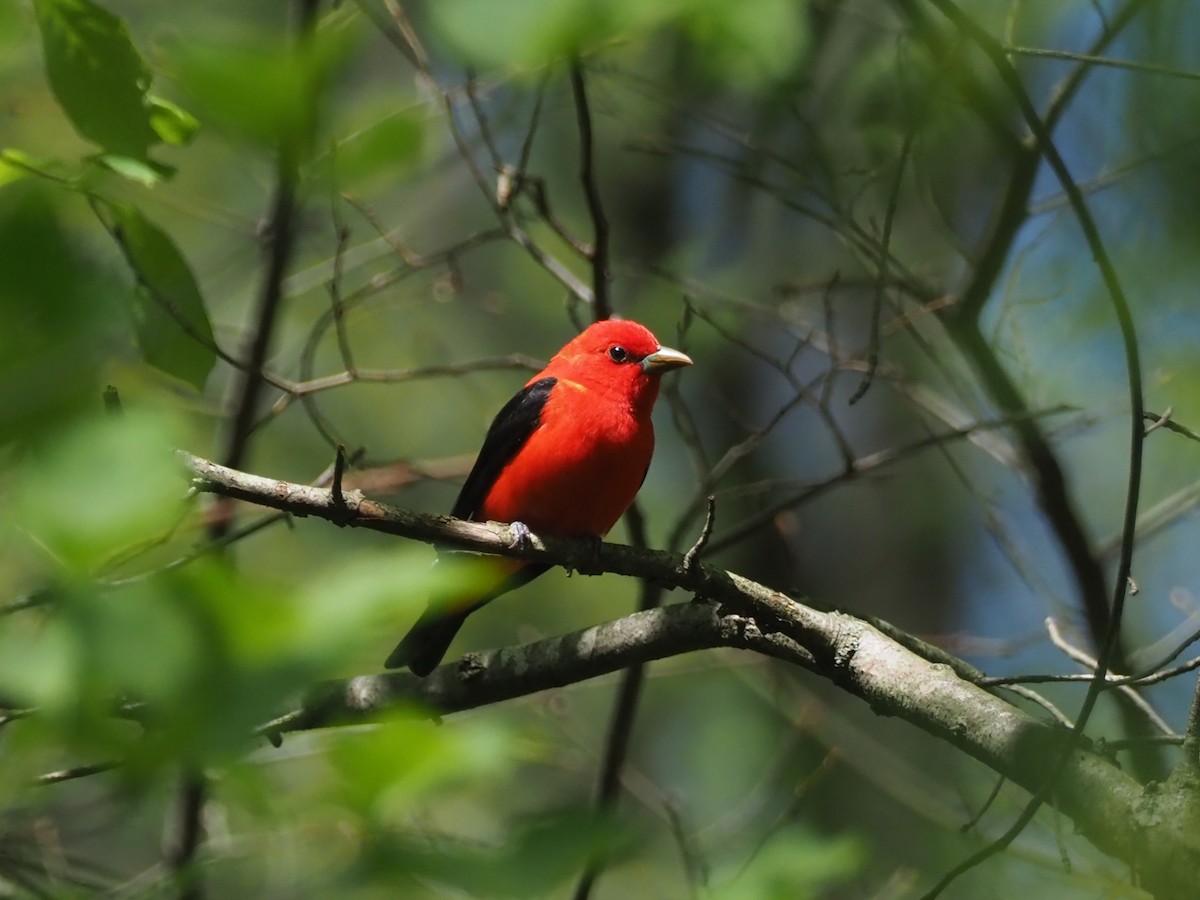 Scarlet Tanager - David Ayer