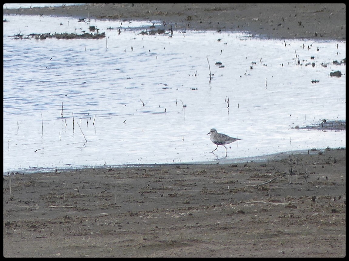 Black-bellied Plover - Tino Fernandez