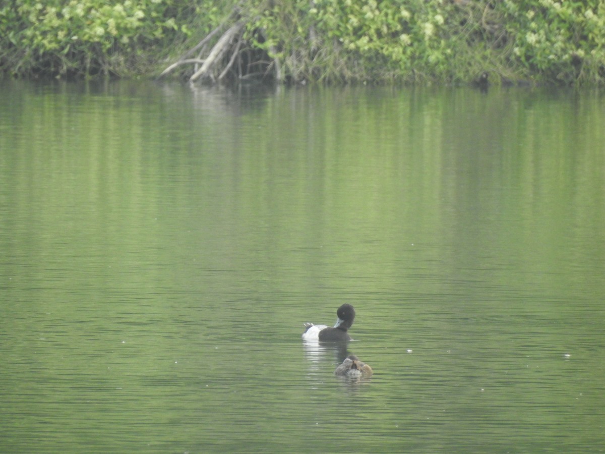 Lesser Scaup - ML618172012