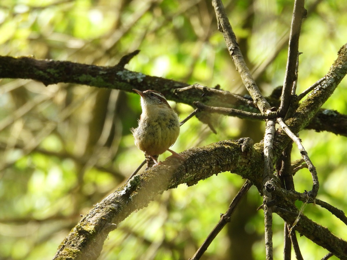 Carolina Wren - ML618172017