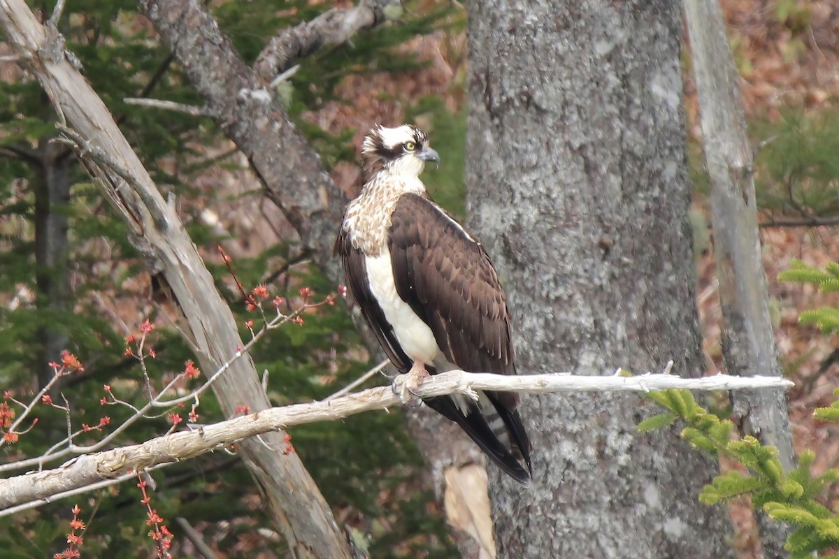 Osprey - ML618172023