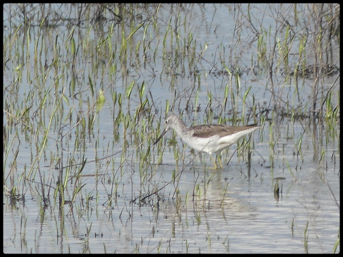 Common Greenshank - Tino Fernandez