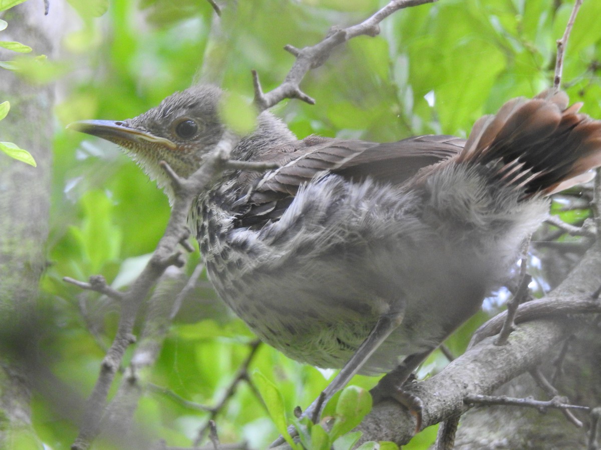 Long-billed Thrasher - David Rios