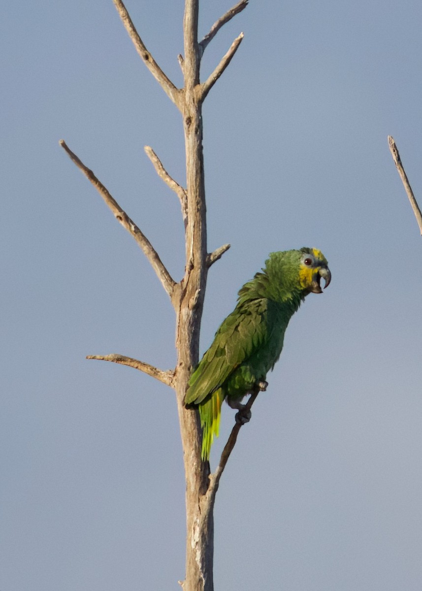 Orange-winged Parrot - Anita  Spencer