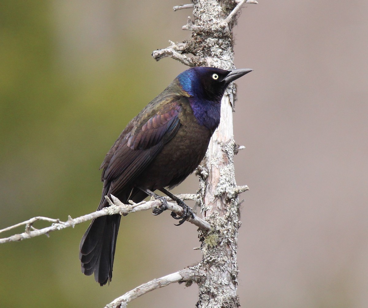 Common Grackle - Ronnie Van Dommelen