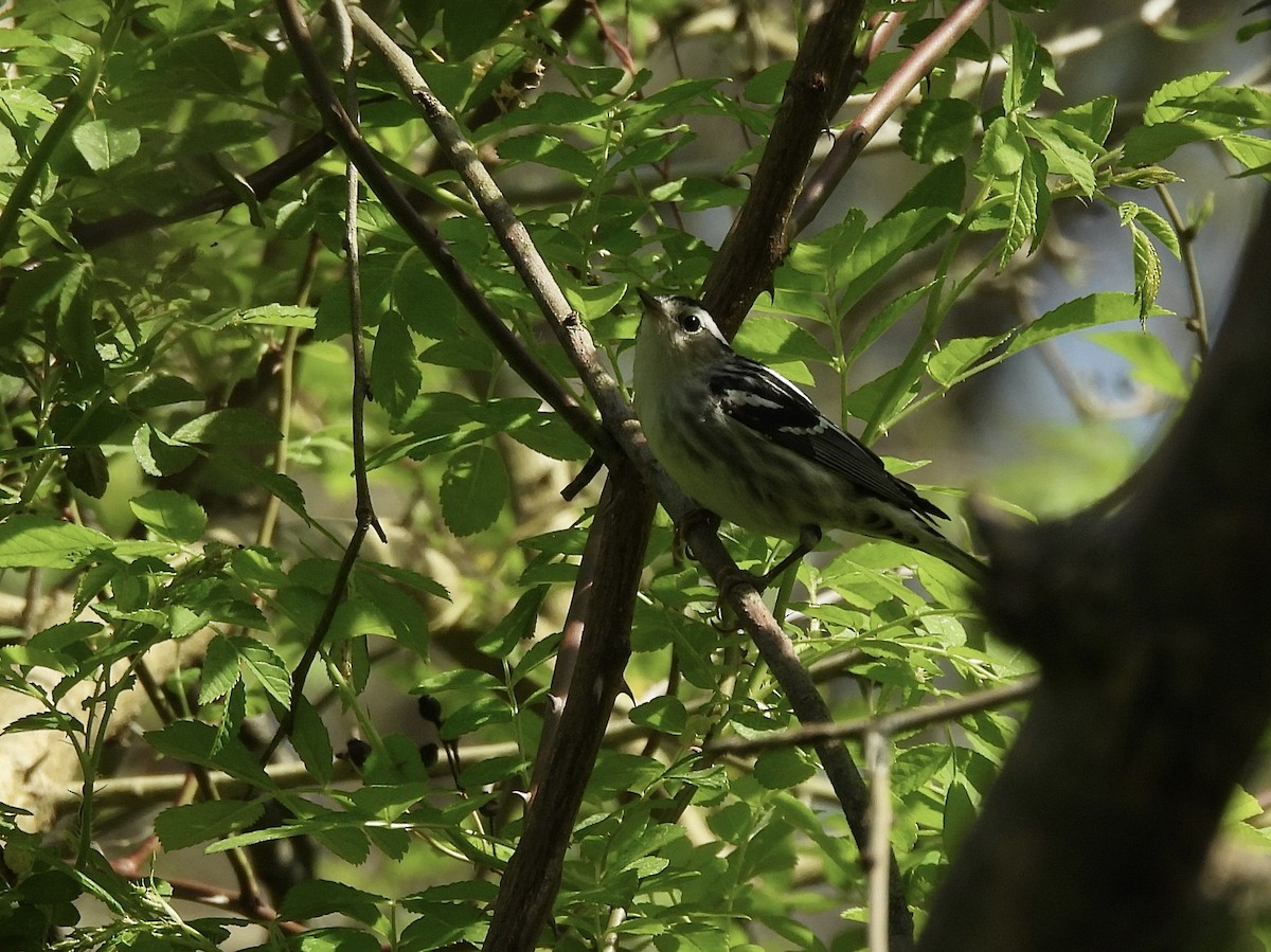 Black-and-white Warbler - ML618172044