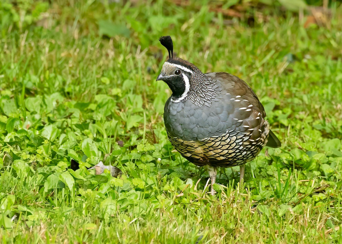 California Quail - Sue&Gary Milks