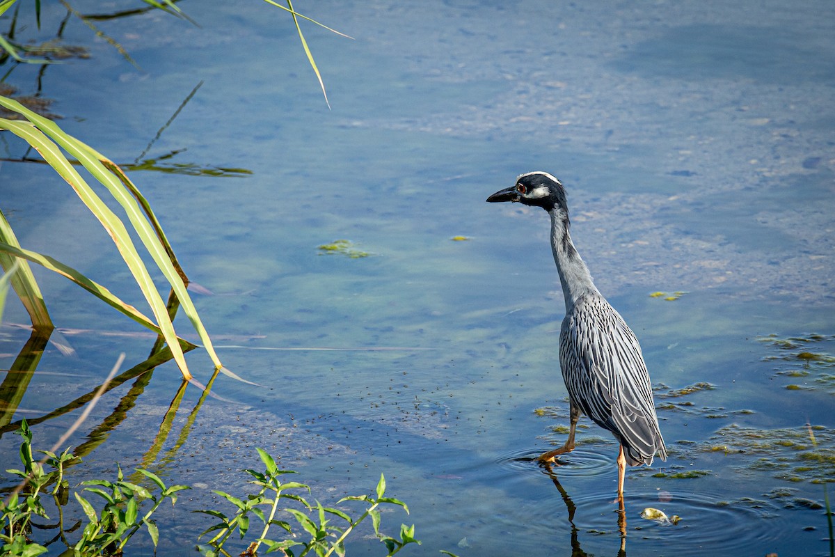 Yellow-crowned Night Heron - Francisco Russo