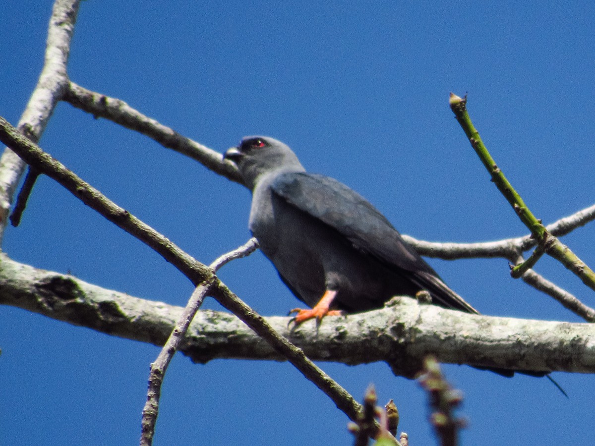 Plumbeous Kite - Pedro Jose Caldera