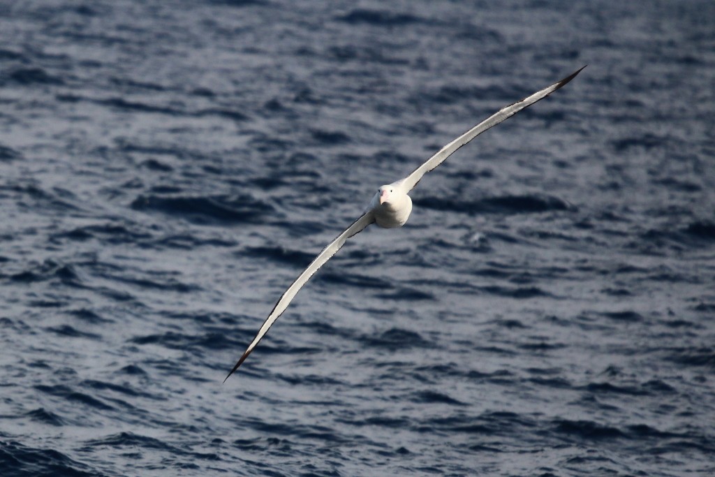 Antipodean Albatross (Gibson's) - Richard Arnold