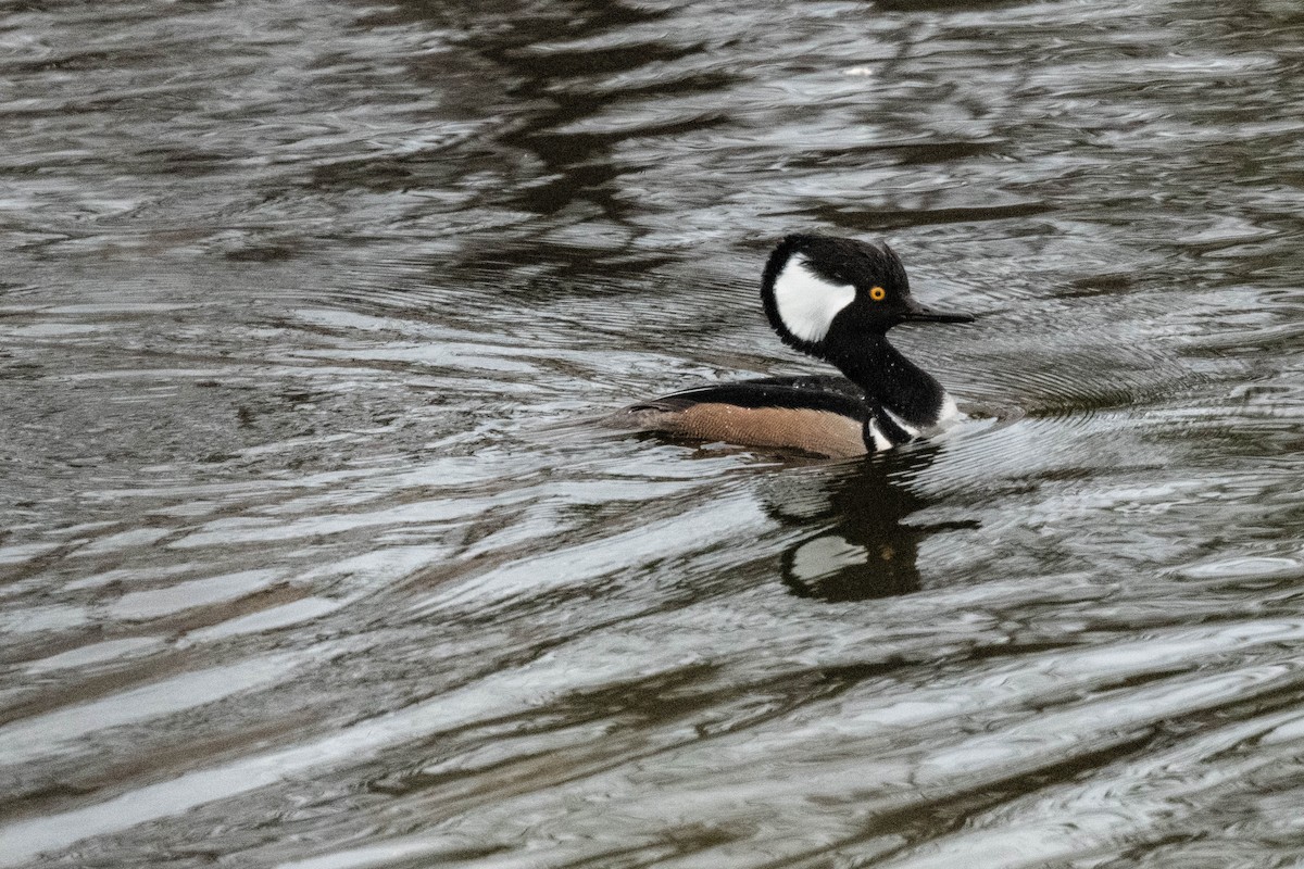 Hooded Merganser - FELIX-MARIE AFFA'A