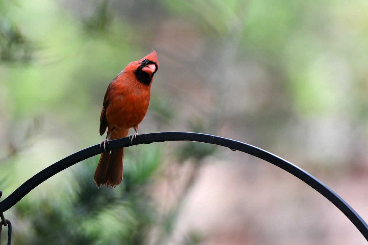 Northern Cardinal - Kevin Smith