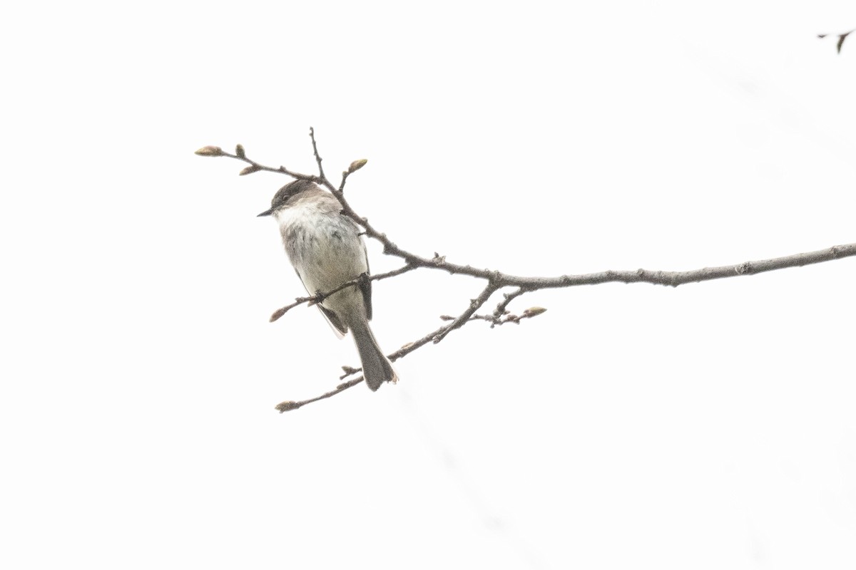 Eastern Phoebe - ML618172146