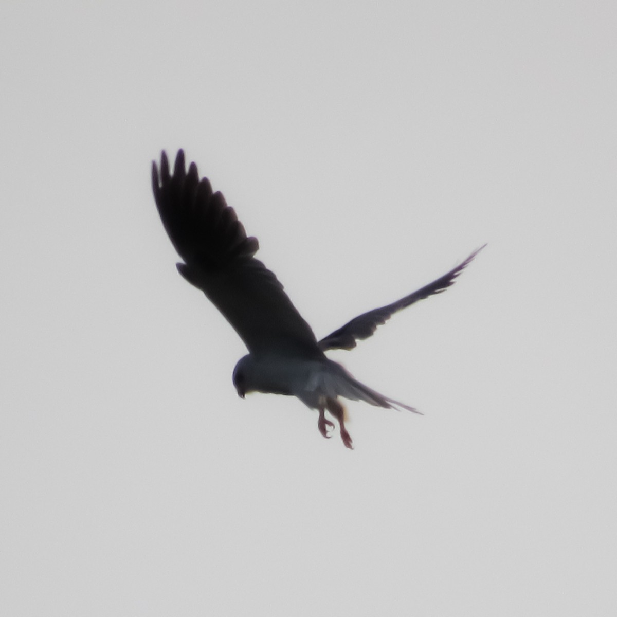 White-tailed Kite - Pedro Jose Caldera