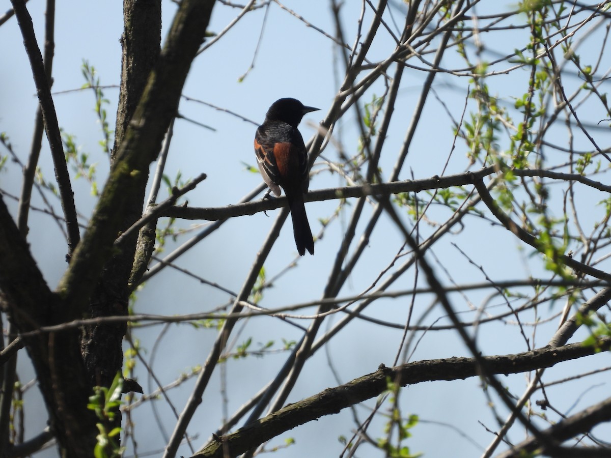 Orchard Oriole - ML618172152