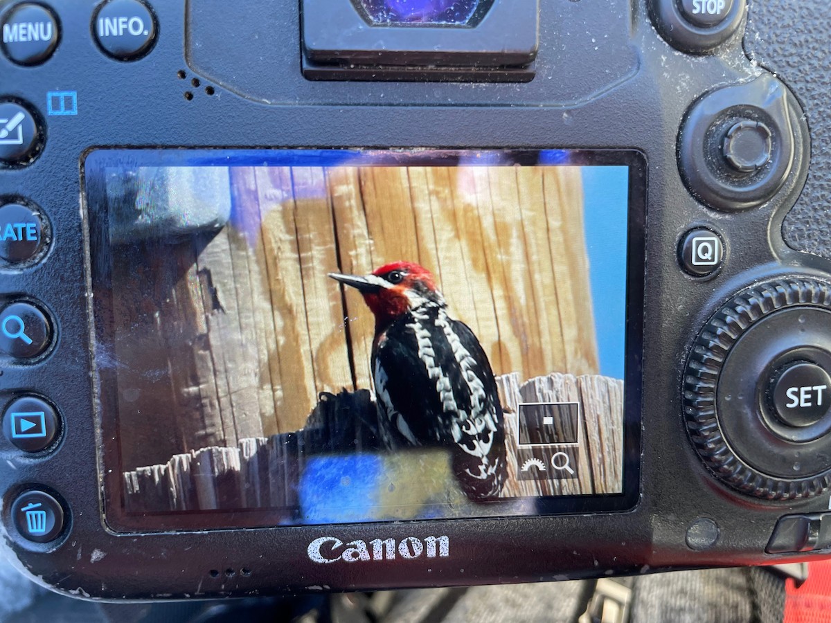 Red-naped x Red-breasted Sapsucker (hybrid) - Chris Howard