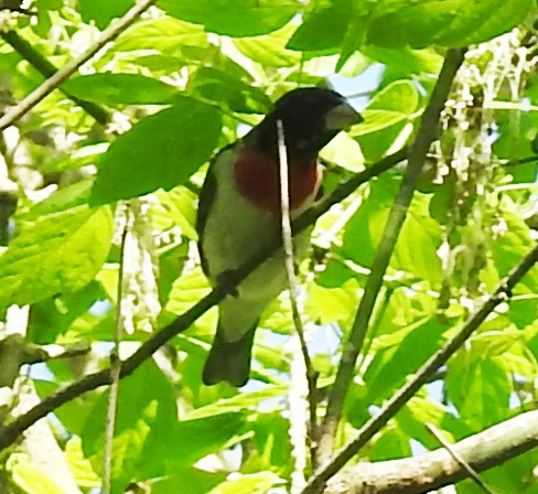 Rose-breasted Grosbeak - Warren Cummings