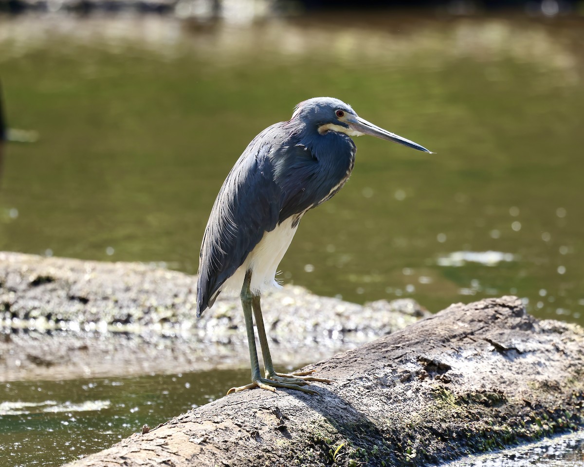 Tricolored Heron - Debbie Kosater