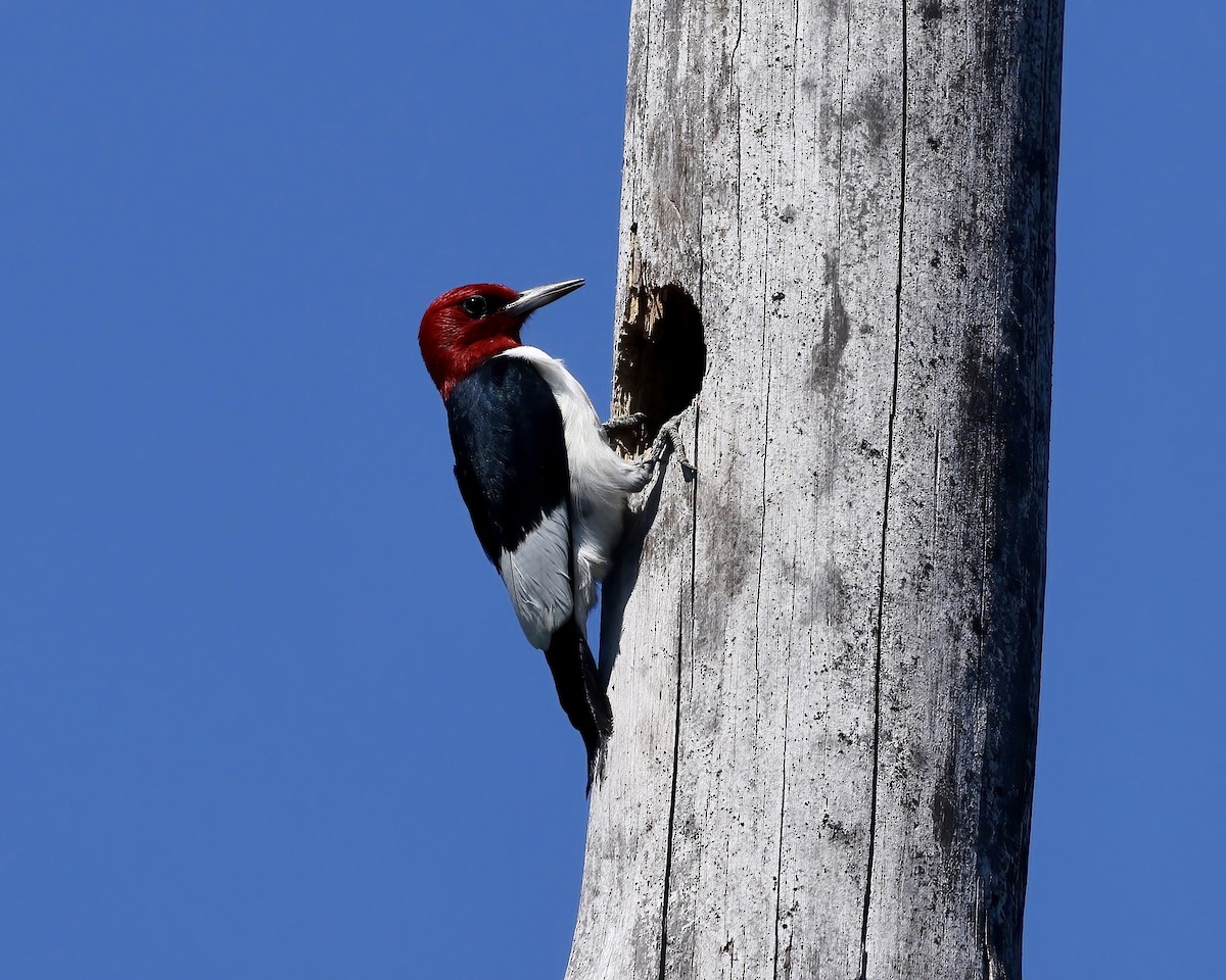 Red-headed Woodpecker - Debbie Kosater