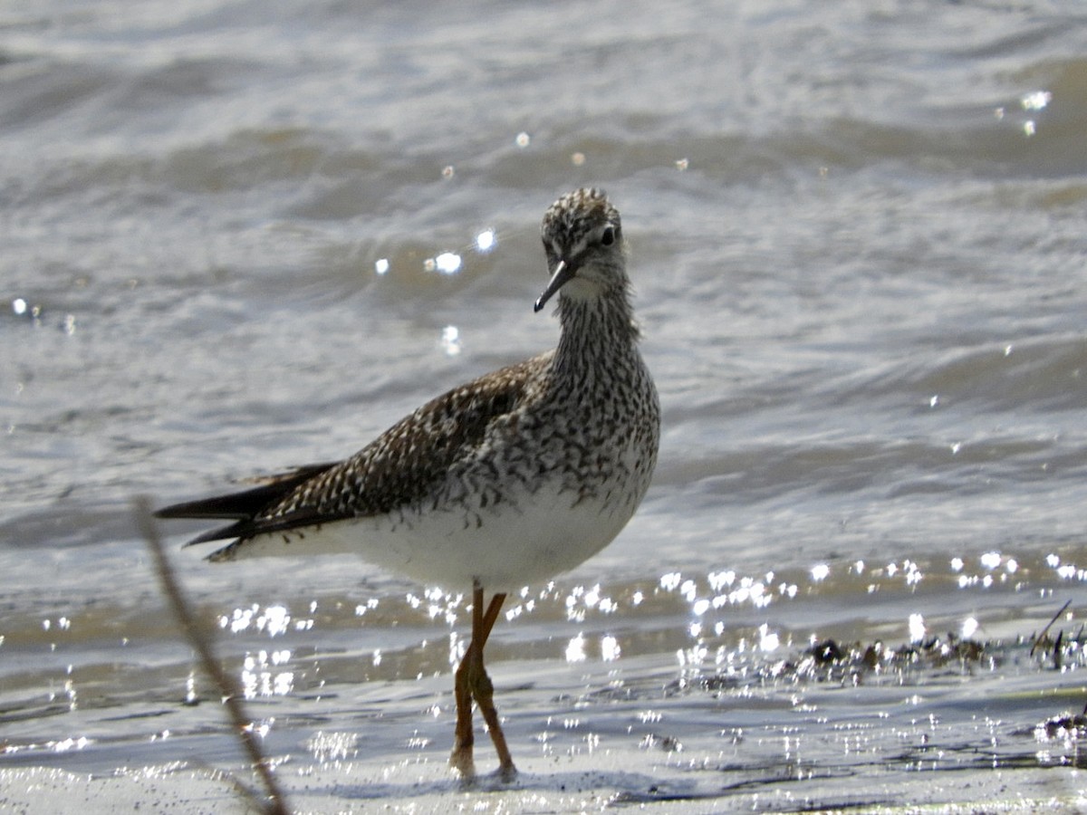 Greater Yellowlegs - Huw Williams