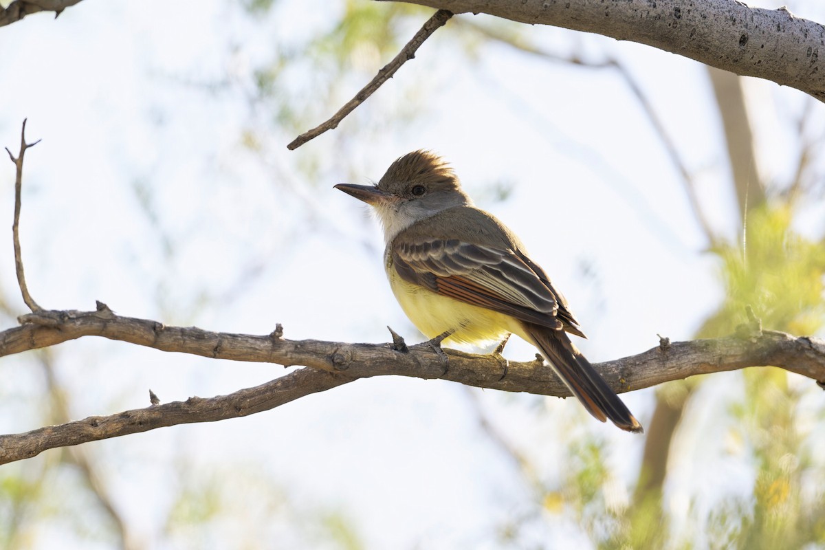 Brown-crested Flycatcher - Anonymous