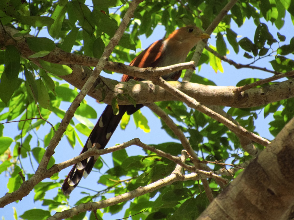 Squirrel Cuckoo - Pedro Jose Caldera