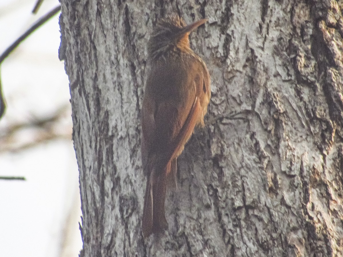 Streak-headed Woodcreeper - ML618172264