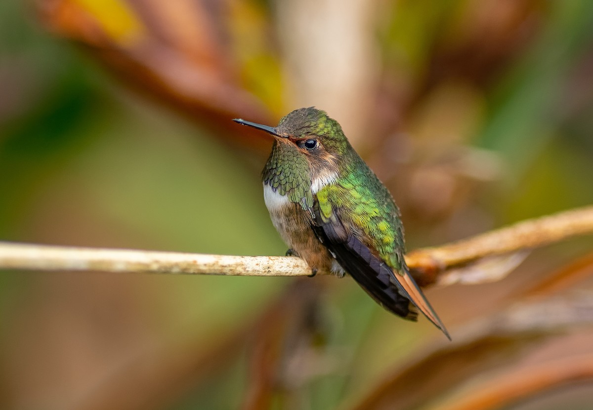 Volcano Hummingbird - ML618172290