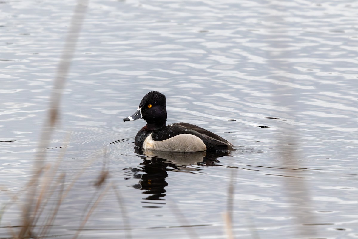 Ring-necked Duck - Tristan Chapman