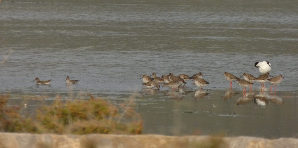 Common Redshank - Michiel Schoonderwoerd