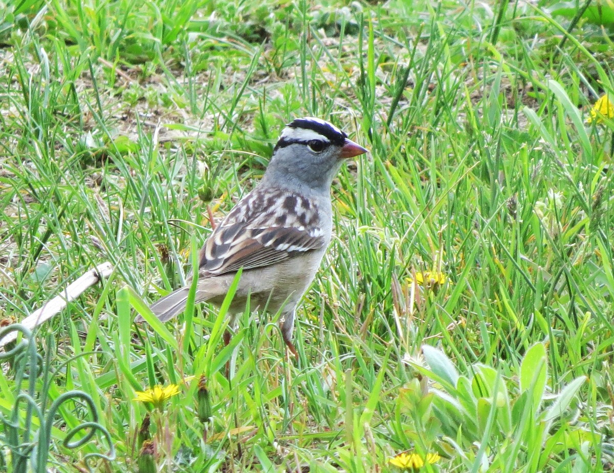 White-crowned Sparrow - ML618172317