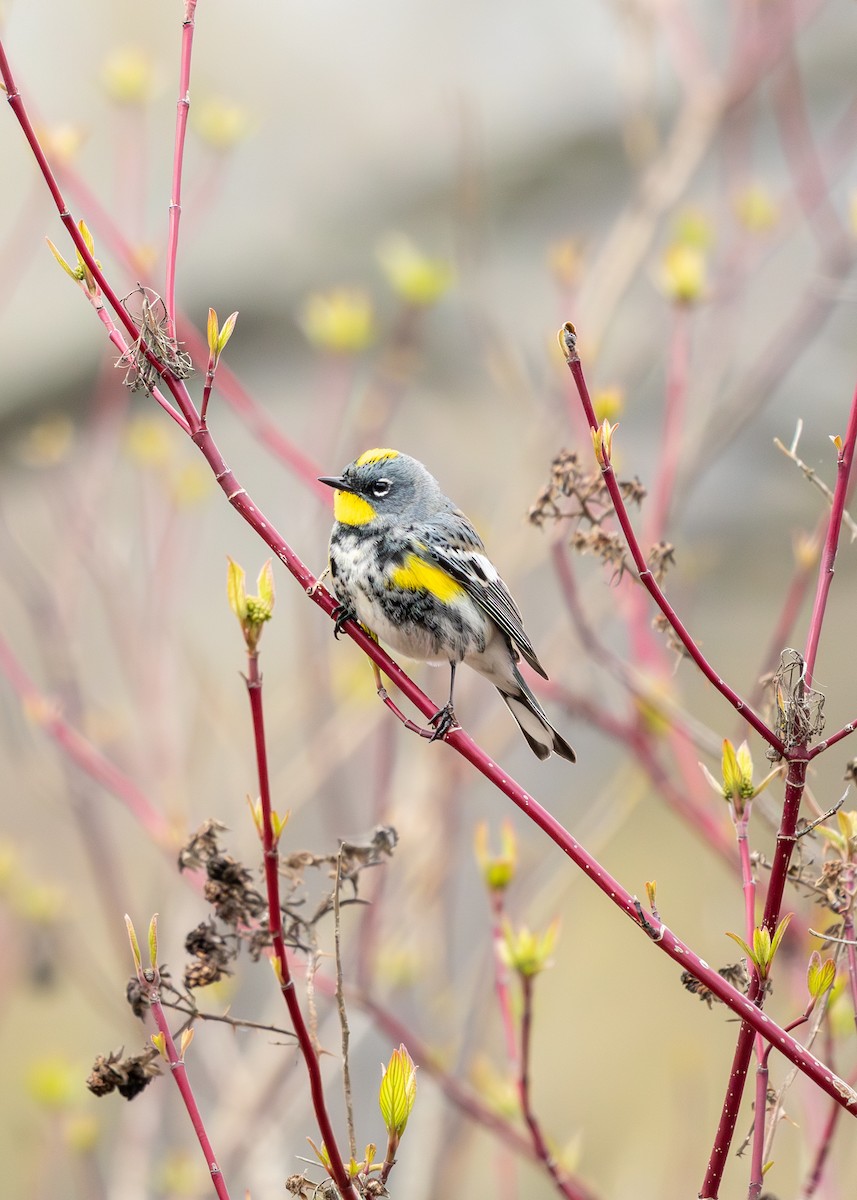 Yellow-rumped Warbler - Tristan Chapman