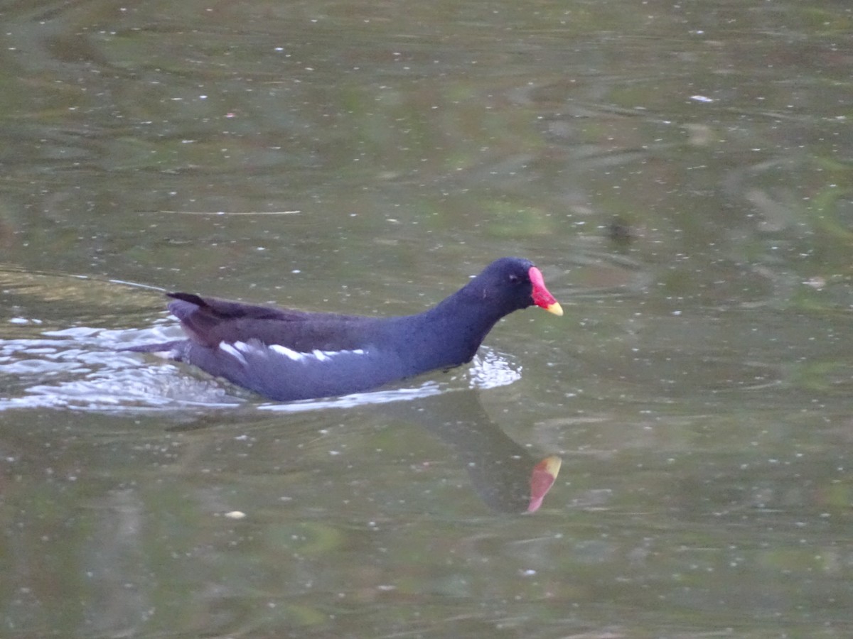 Eurasian Moorhen - Ken Fulsang