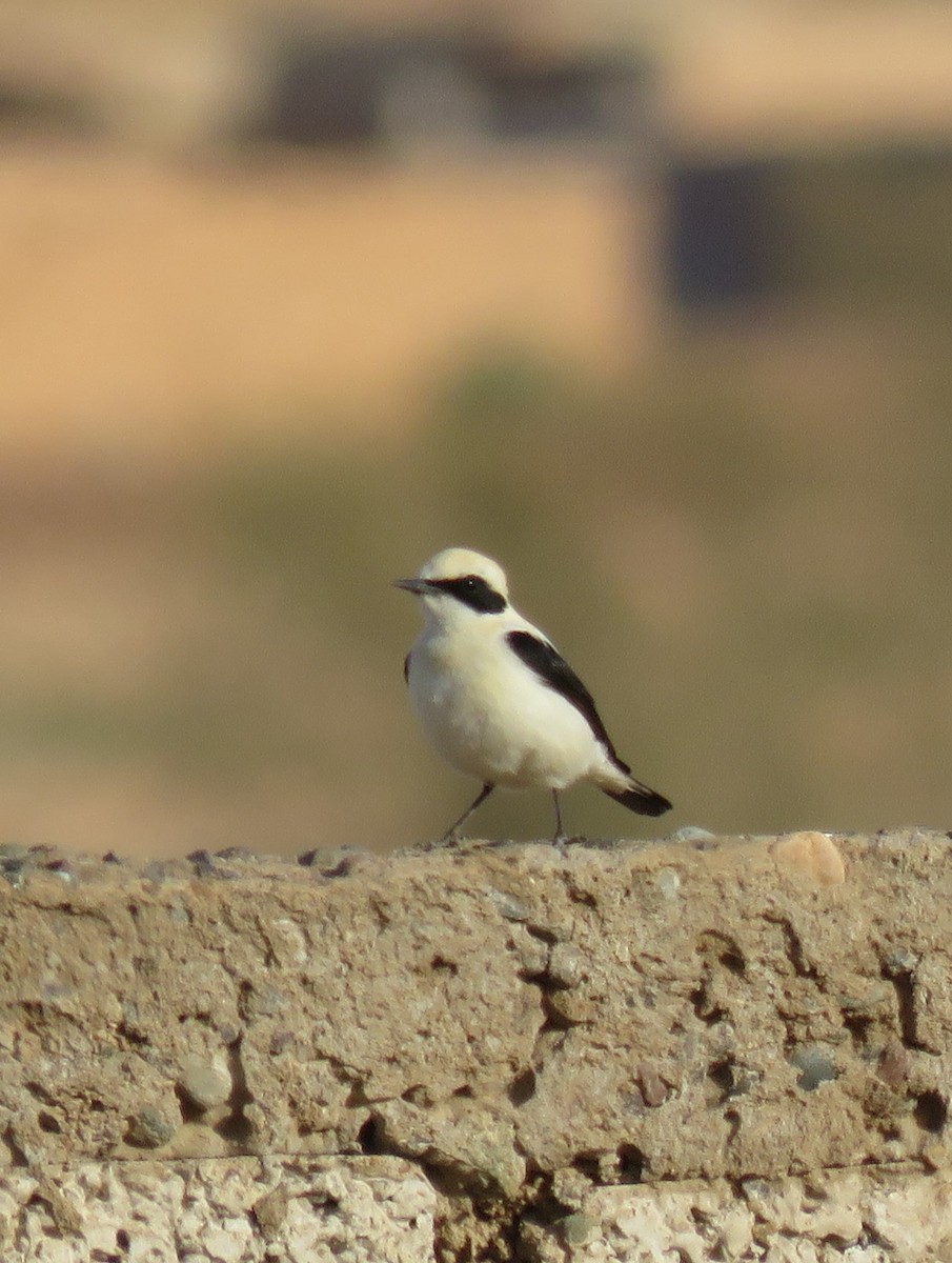 Western Black-eared Wheatear - Zlatan Celebic