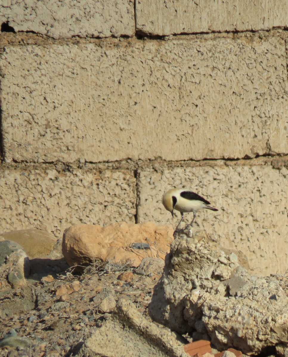 Western Black-eared Wheatear - Zlatan Celebic