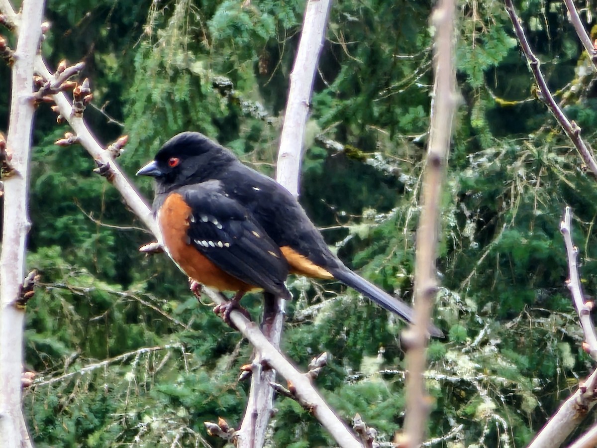 Spotted Towhee - Thomas Woodruff