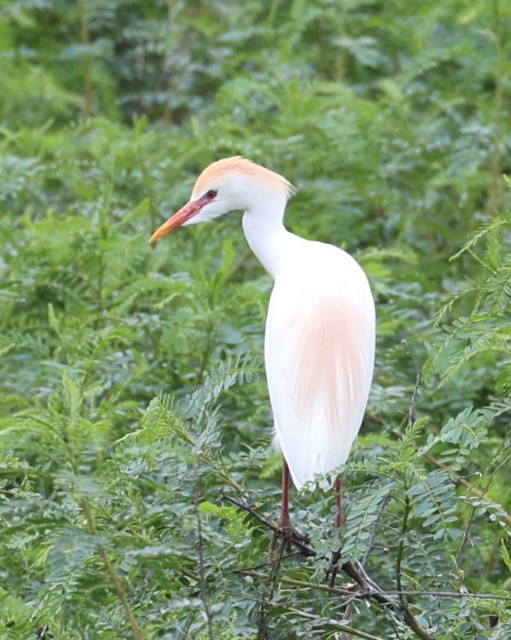 Western Cattle Egret - Gail DeLalla