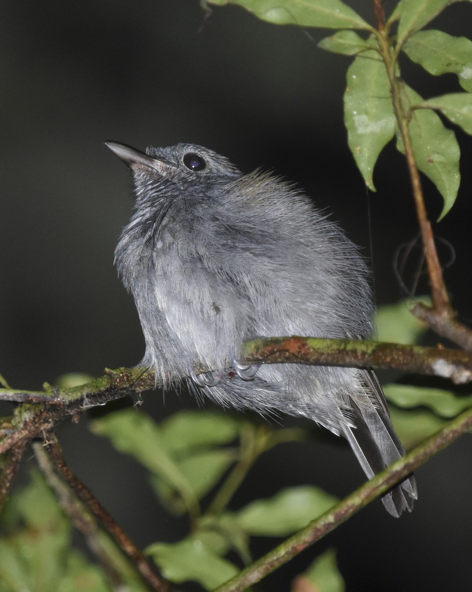 Dusky-throated Antshrike - ML618172385