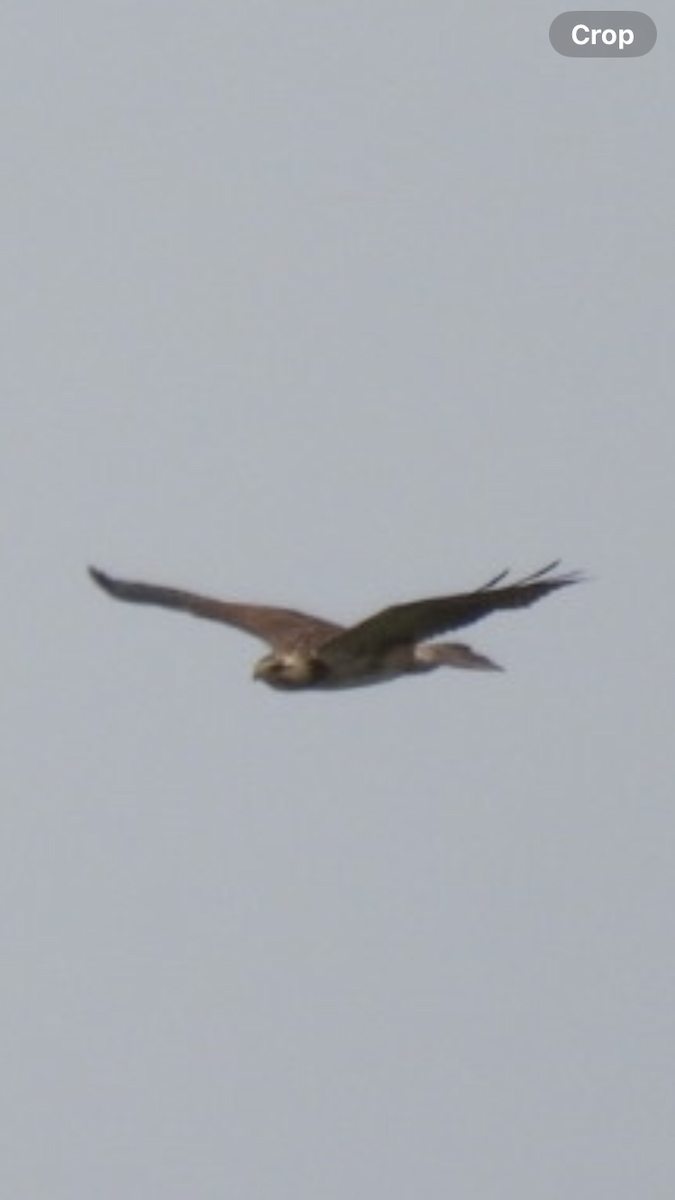 Swainson's Hawk - ML618172398