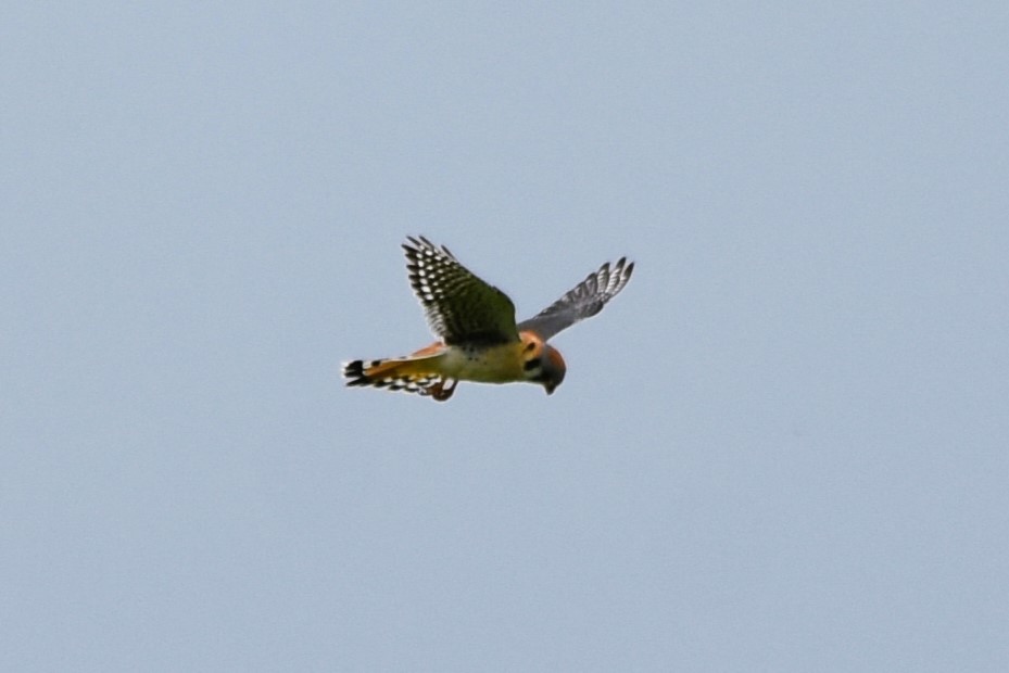 American Kestrel - ML618172444