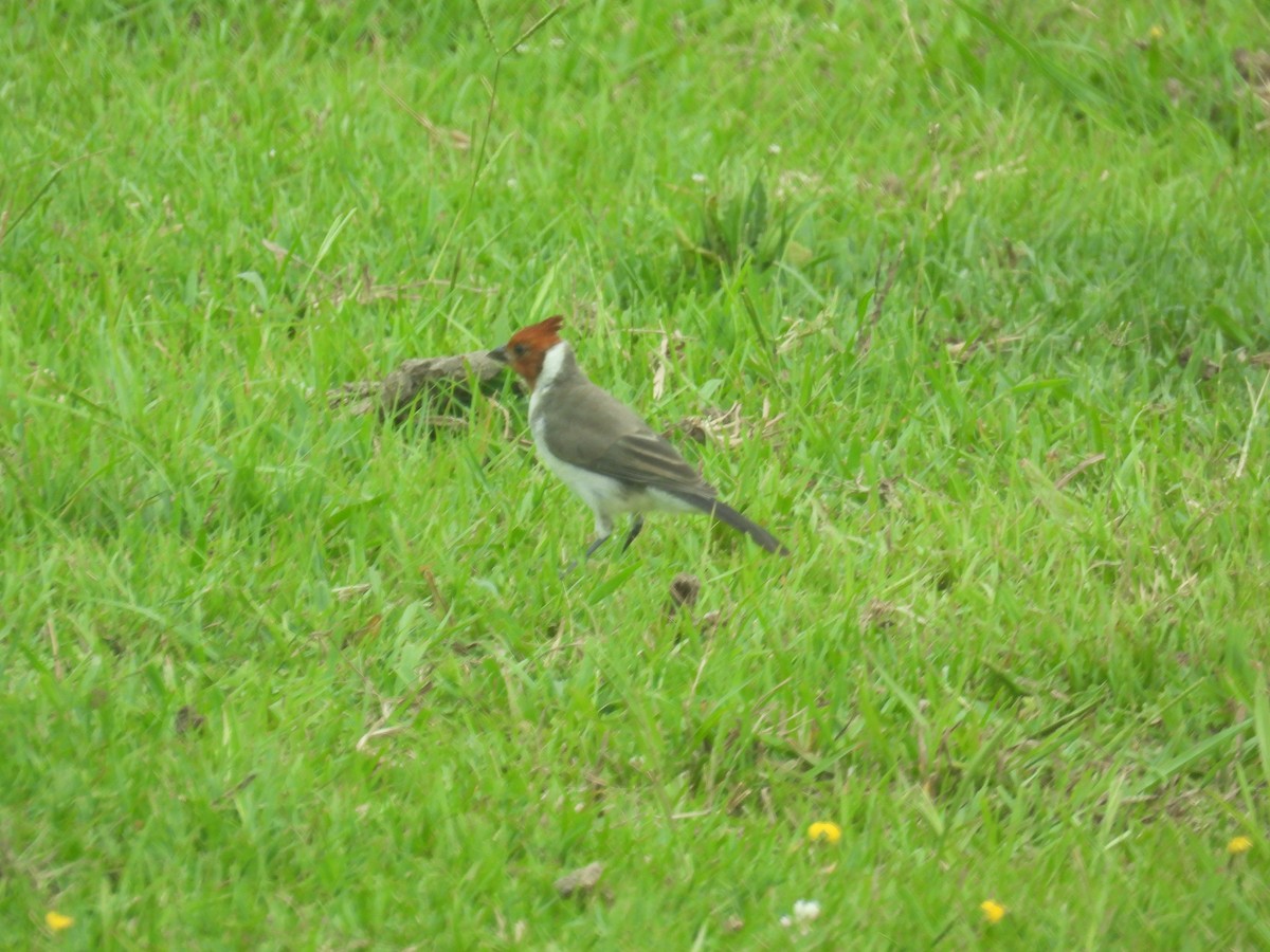 Red-crested Cardinal - bob butler