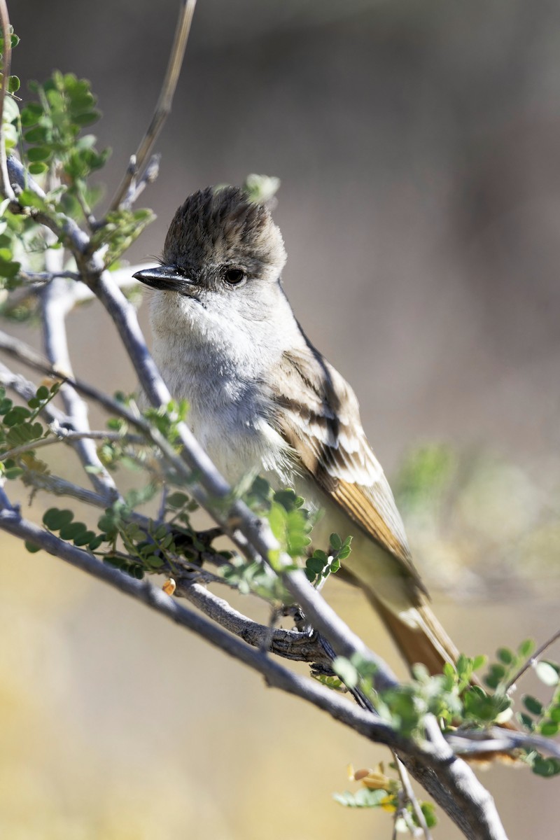 Ash-throated Flycatcher - ML618172498