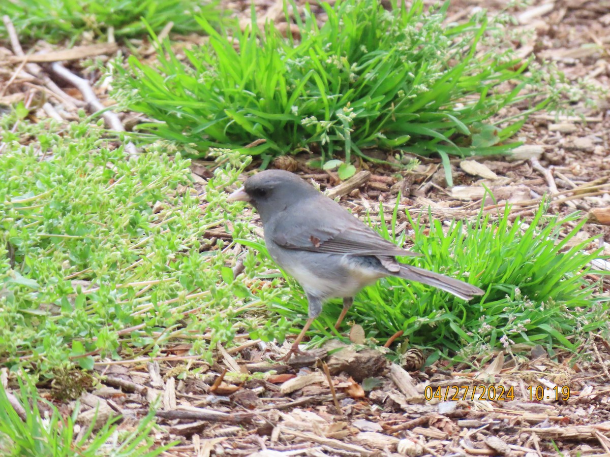 Dark-eyed Junco - Elizabeth Anderegg