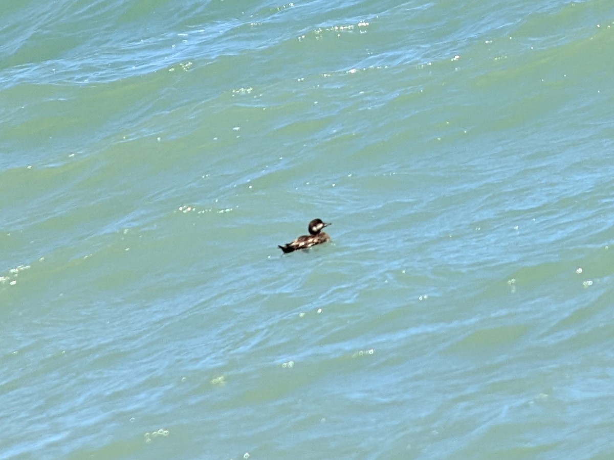 Black Scoter - Jeff Graham