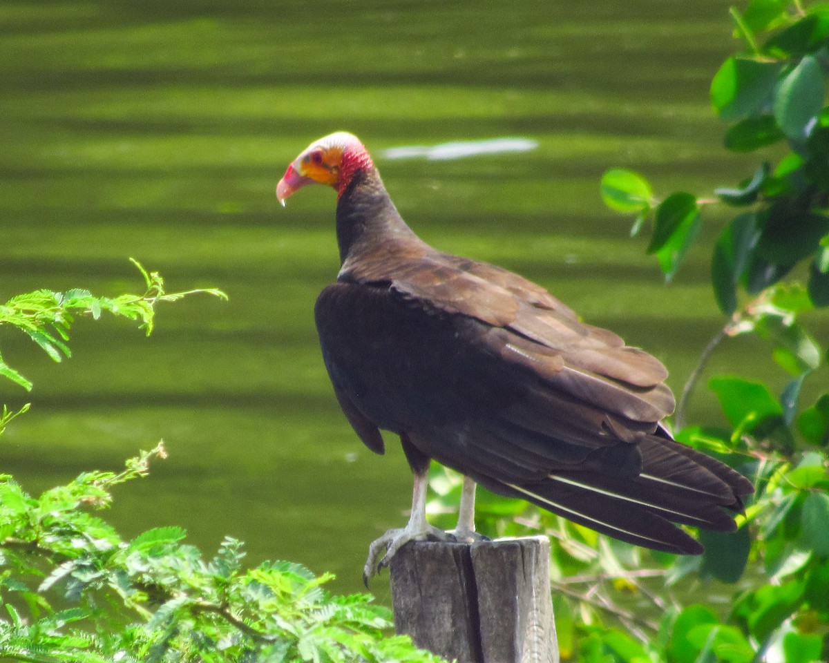 Lesser Yellow-headed Vulture - Pedro Jose Caldera