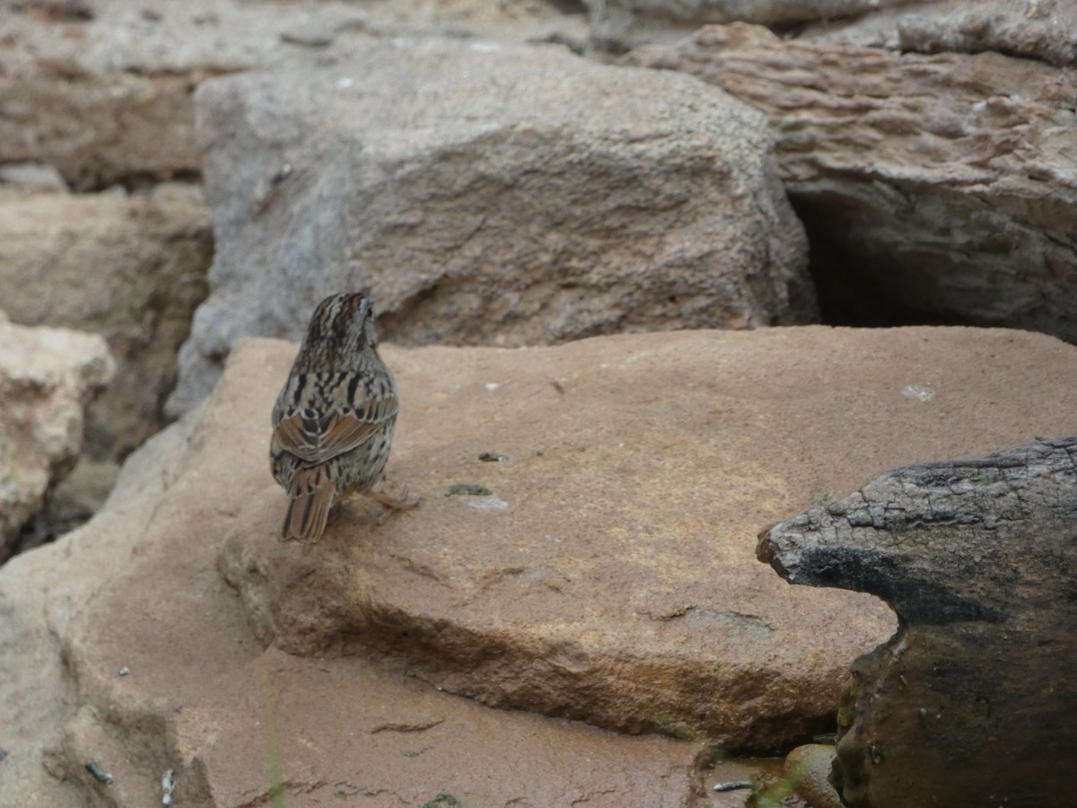 Lincoln's Sparrow - ML618172565