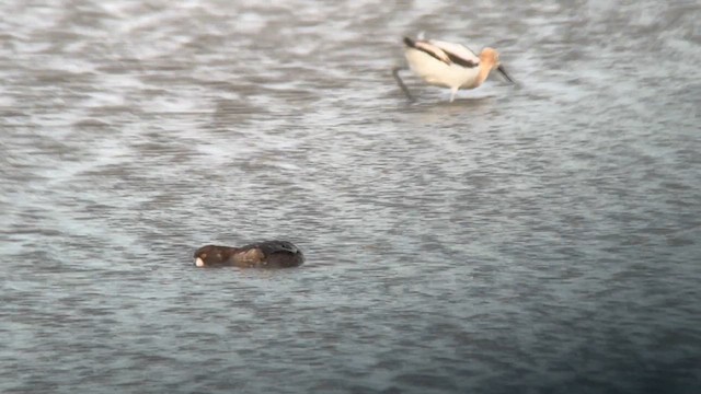 Greater Scaup - ML618172606