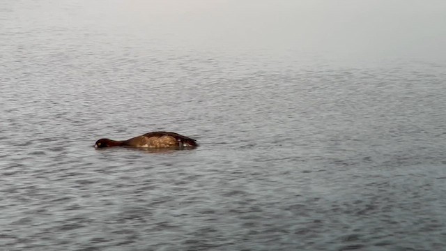 Greater Scaup - ML618172607