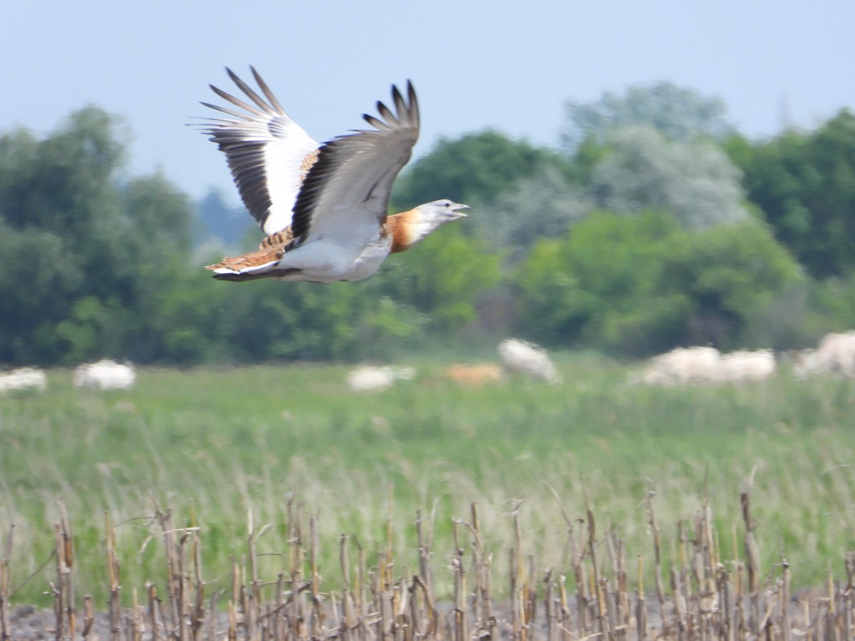 Great Bustard - Josip Turkalj